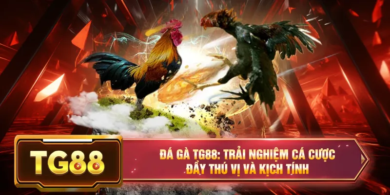 Đá gà tg88 trải nghiệm cá cược đá gà cúp c3 tại thomo